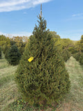 8' 1" Choose and Cut Norway Spruce, 52" Base