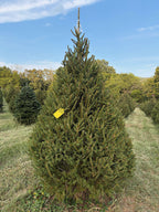 8' 1" Choose and Cut Norway Spruce, 52" Base