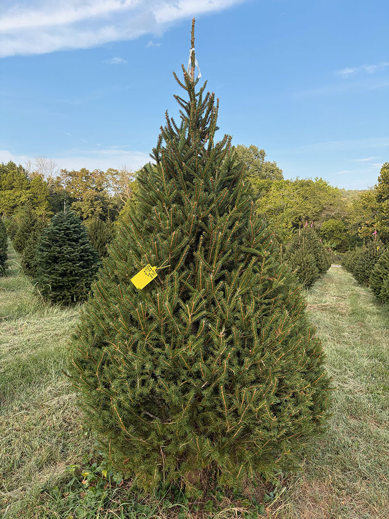 8' 1" Choose and Cut Norway Spruce, 52" Base