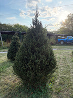 8' 1" Choose and Cut Norway Spruce, 52" Base