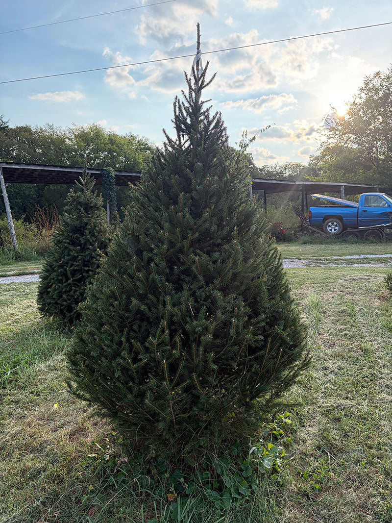8' 1" Choose and Cut Norway Spruce, 52" Base