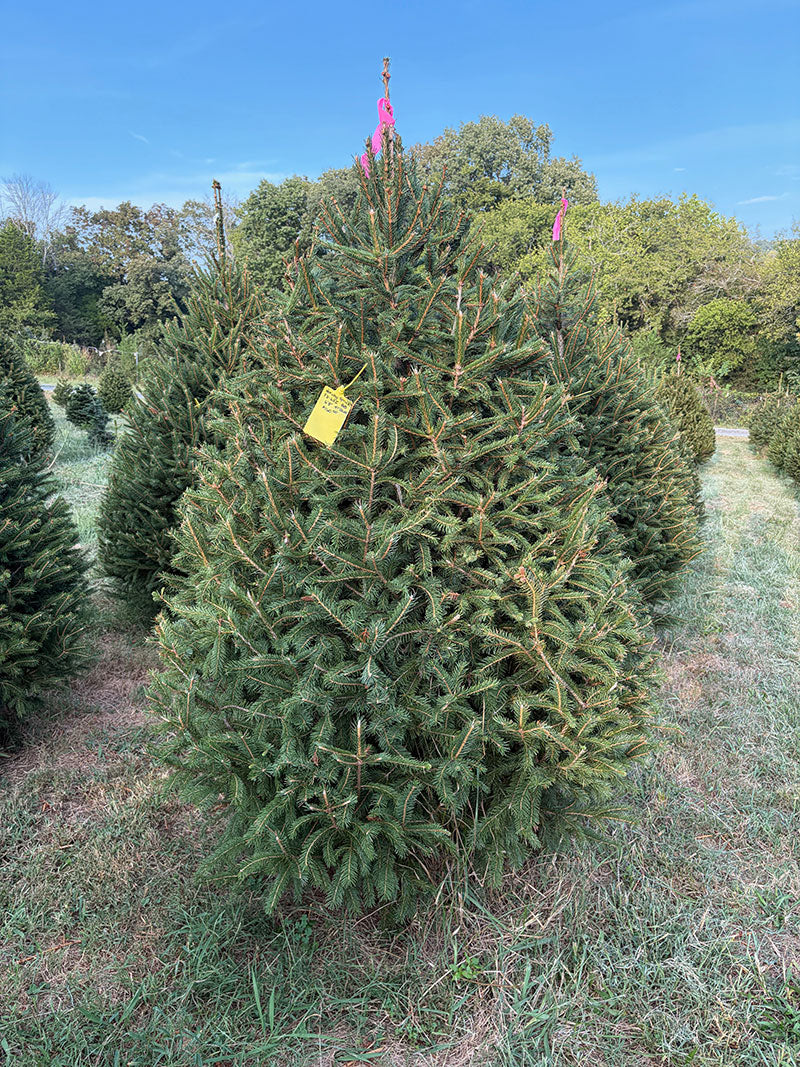 6' 8" Ball and Burlap Norway Spruce, 47" Base