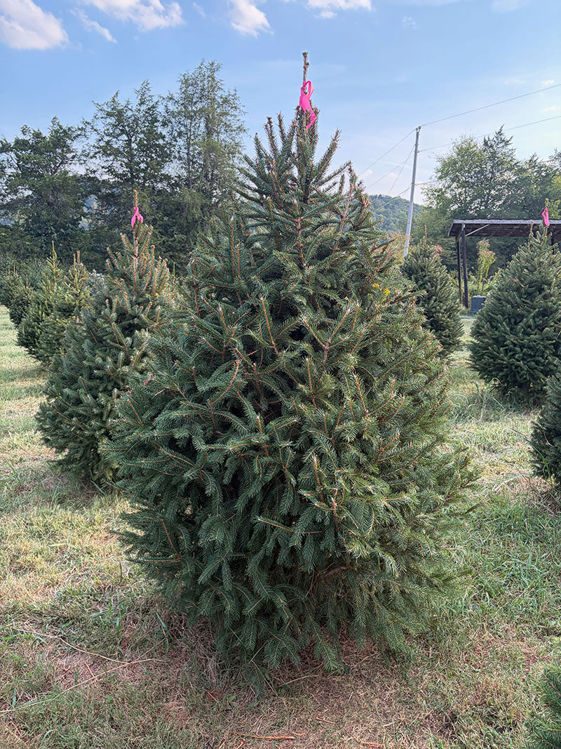 6' 8" Ball and Burlap Norway Spruce, 47" Base