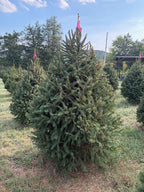 6' 8" Ball and Burlap Norway Spruce, 47" Base