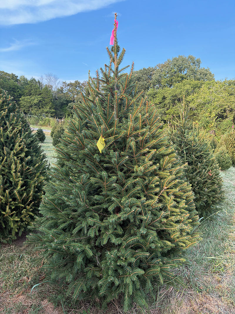 6' 9" Ball and Burlap Norway Spruce, 41" Base