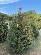 6' 9" Ball and Burlap Norway Spruce, 41" Base