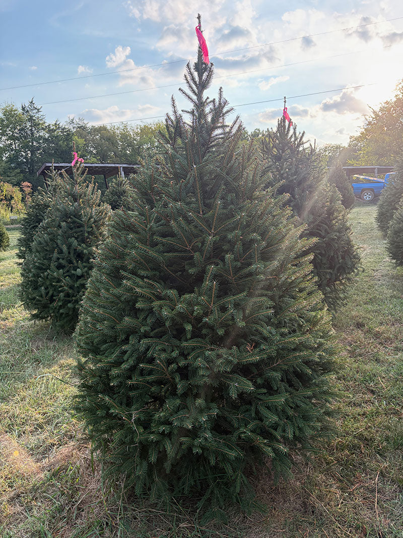 6' 9" Ball and Burlap Norway Spruce, 41" Base