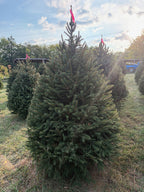 6' 9" Ball and Burlap Norway Spruce, 41" Base