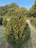 6' 9" Ball and Burlap Norway Spruce, 55" Base