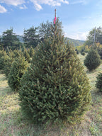 6' 9" Ball and Burlap Norway Spruce, 55" Base