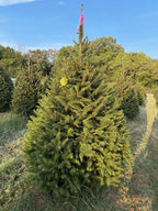 6' 7" Ball and Burlap Norway Spruce, 46" Base