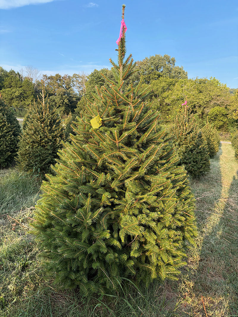 6' 7" Ball and Burlap Norway Spruce, 46" Base