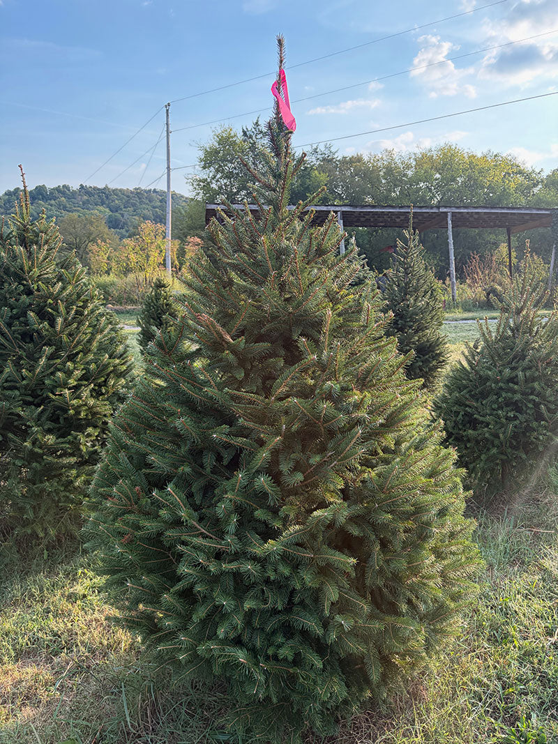 6' 7" Ball and Burlap Norway Spruce, 46" Base