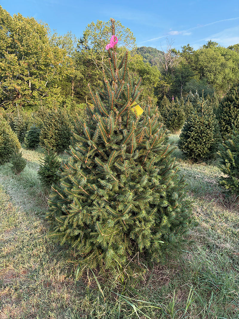 6' 2" Ball and Burlap Norway Spruce, 43" Base