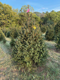 6' 2" Ball and Burlap Norway Spruce, 43" Base
