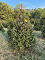 6' 2" Ball and Burlap Norway Spruce, 43" Base
