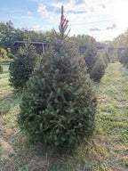 6' 2" Ball and Burlap Norway Spruce, 43" Base