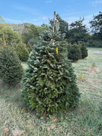 6' 1" Choose and Cut Turkish Fir, 46" Base