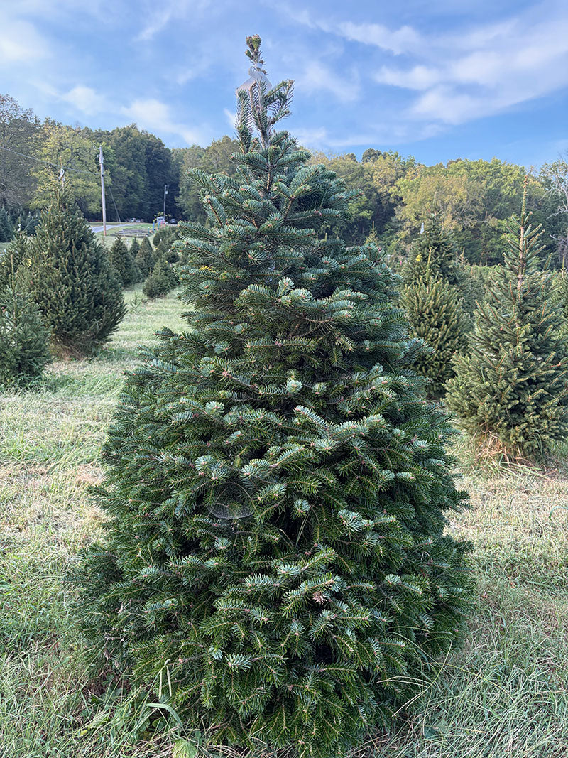 6' 1" Choose and Cut Turkish Fir, 46" Base