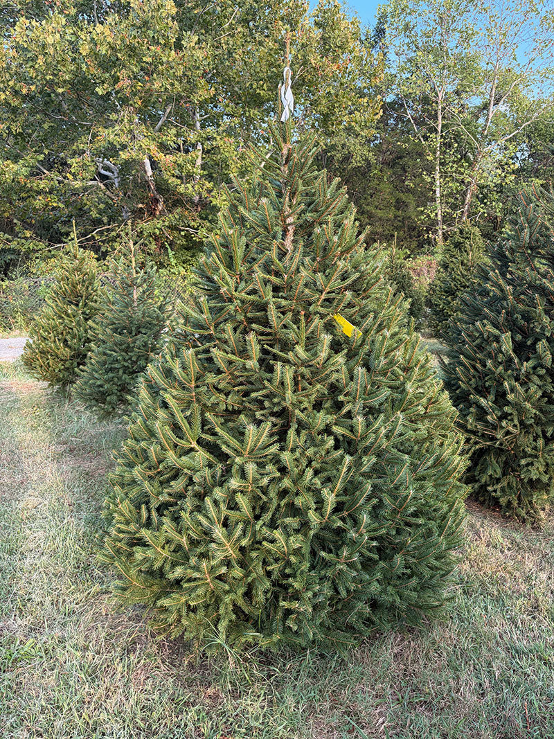 7' 3" Choose and Cut Norway Spruce, 53" Base