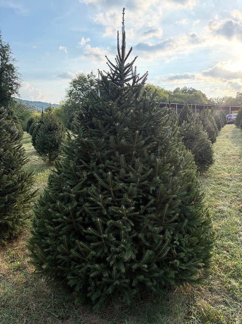 7' 3" Choose and Cut Norway Spruce, 53" Base