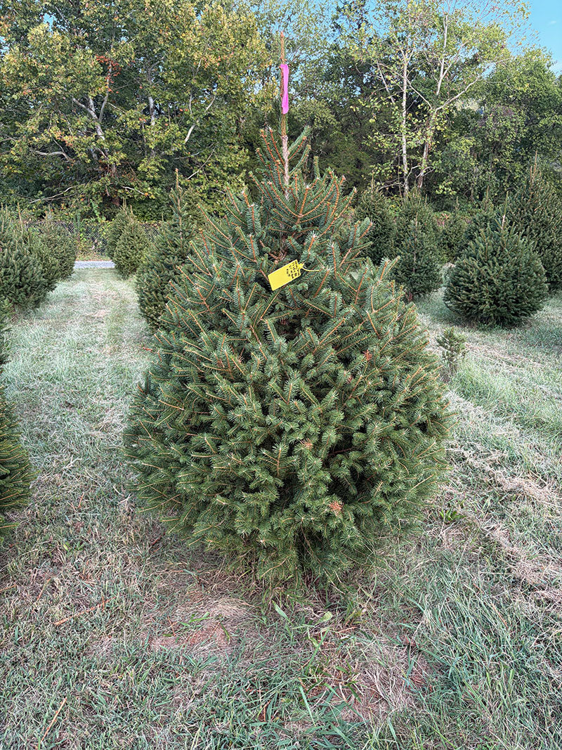 5' 11" Ball and Burlap Norway Spruce, 45" Base