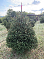 5' 11" Ball and Burlap Norway Spruce, 45" Base