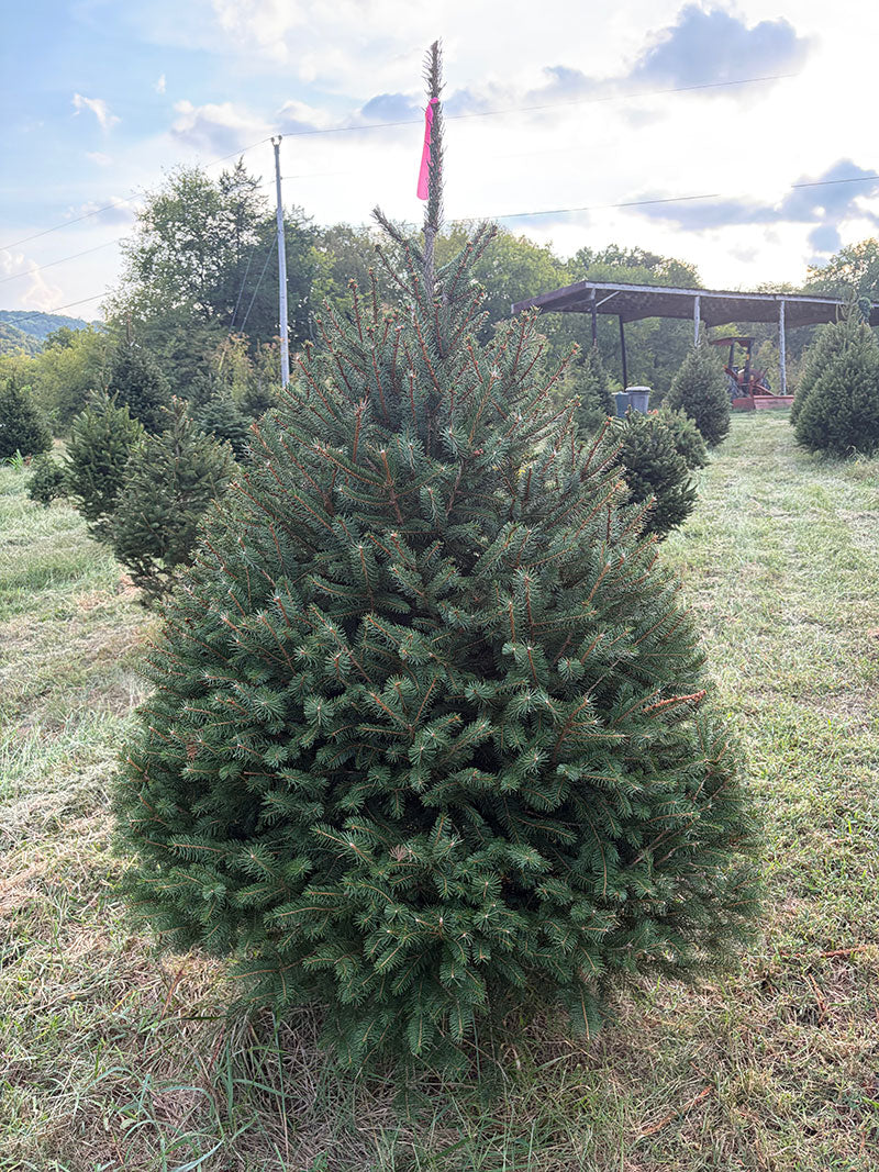 5' 11" Ball and Burlap Norway Spruce, 45" Base