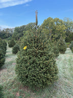 7' 6" Choose and Cut Norway Spruce, 47" Base