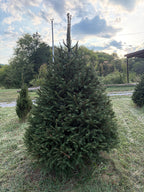 7' 6" Choose and Cut Norway Spruce, 47" Base