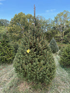8' 1" Choose and Cut Norway Spruce, 51" Base