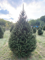 8' 1" Choose and Cut Norway Spruce, 51" Base