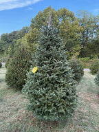 7' 9" Choose and Cut Fraser Fir, 44" Base