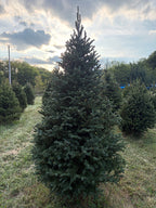 7' 9" Choose and Cut Fraser Fir, 44" Base