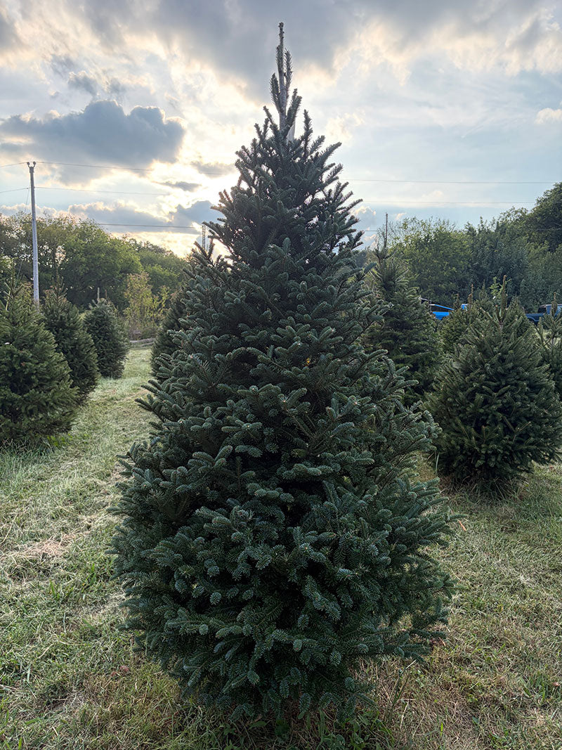 7' 9" Choose and Cut Fraser Fir, 44" Base