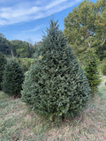 7' 9" Choose and Cut Fraser Fir, 56" Base