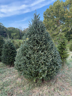 7' 9" Choose and Cut Fraser Fir, 56" Base