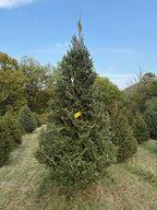 10' 9" Choose and Cut Fraser Fir, 57" Base