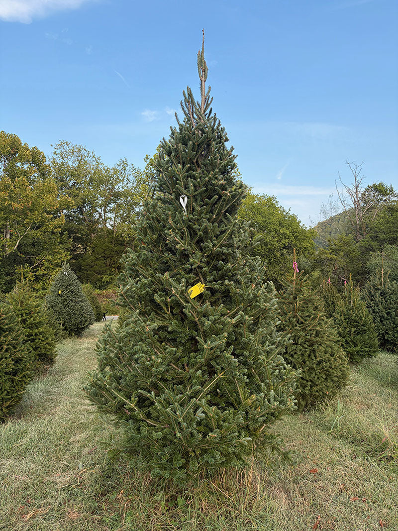 10' 9" Choose and Cut Fraser Fir, 57" Base