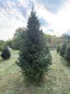 10' 9" Choose and Cut Fraser Fir, 57" Base