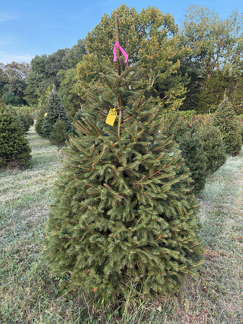 6' 7" Ball and Burlap Norway Spruce, 41" Base