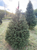 6' 7" Ball and Burlap Norway Spruce, 41" Base