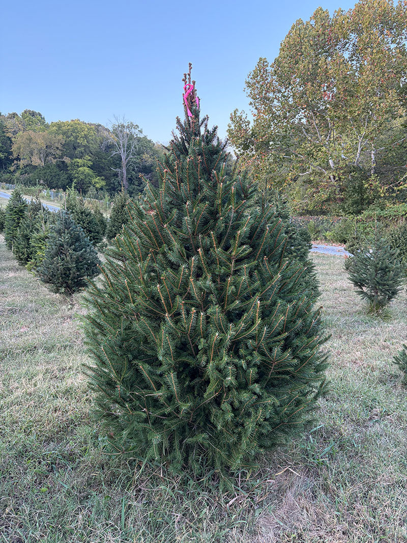 6' 7" Ball and Burlap Norway Spruce, 43" Base
