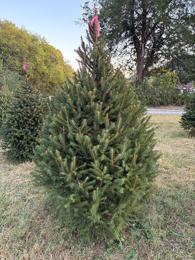 6' 7" Ball and Burlap Norway Spruce, 43" Base