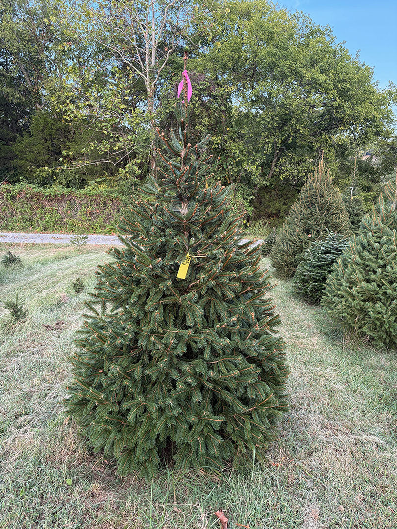 6' 9" Ball and Burlap Norway Spruce, 44" Base
