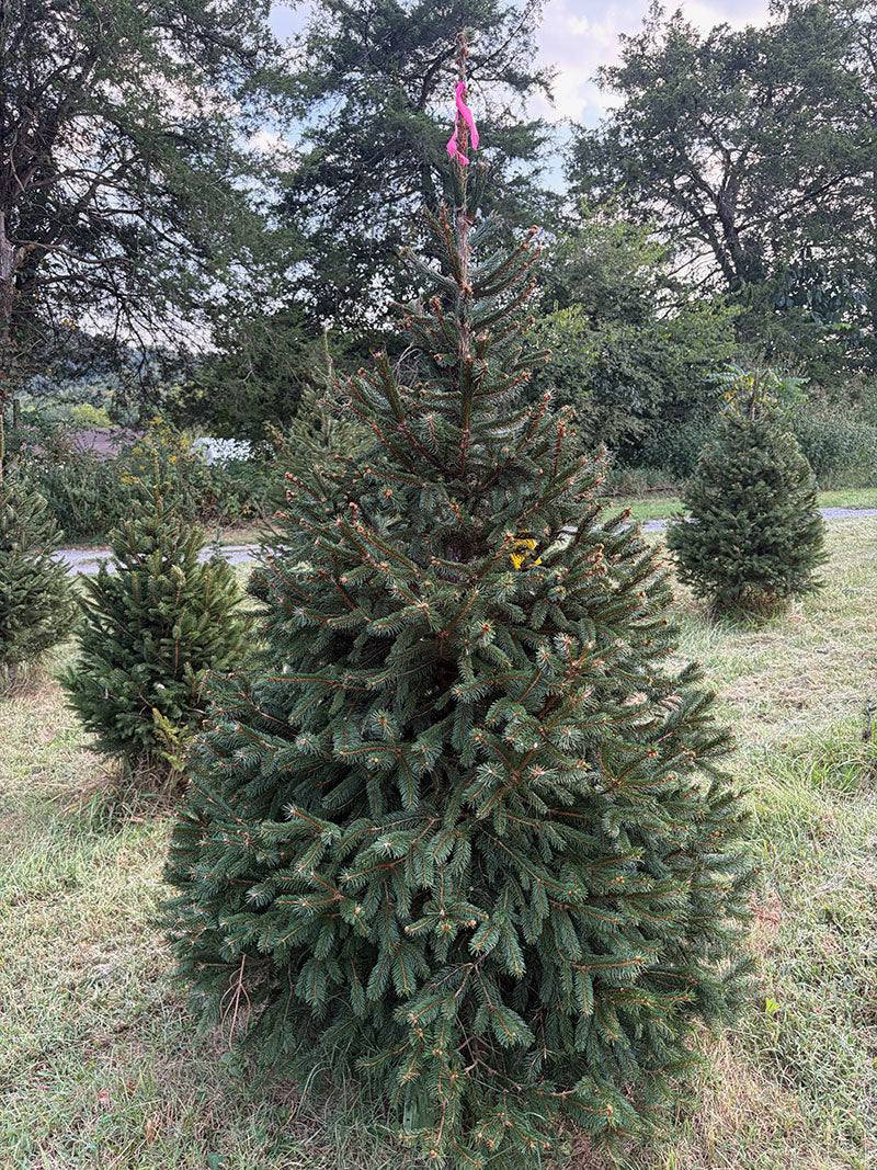 6' 9" Ball and Burlap Norway Spruce, 44" Base