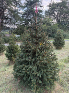 6' 9" Ball and Burlap Norway Spruce, 44" Base