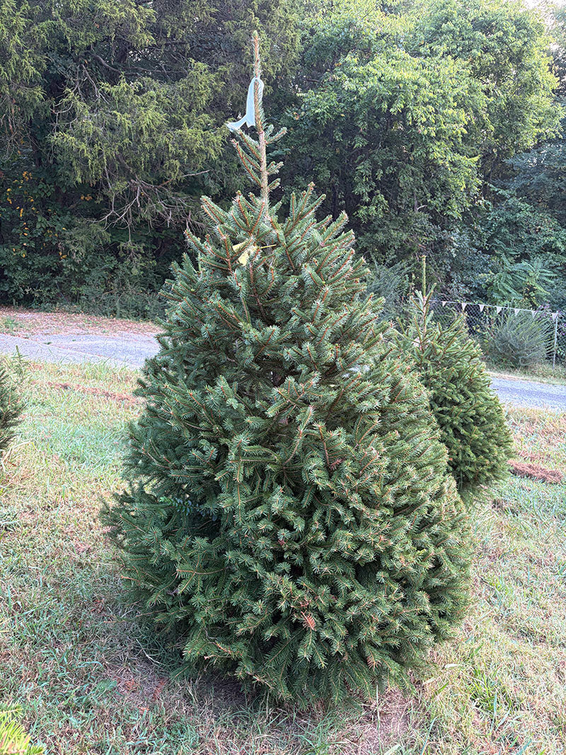 6' 8" Choose and Cut Norway Spruce, 51" Base