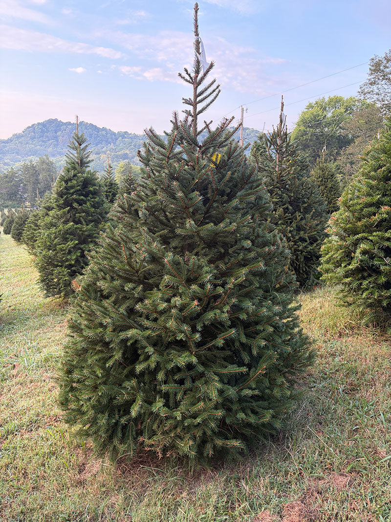 6' 8" Choose and Cut Norway Spruce, 51" Base