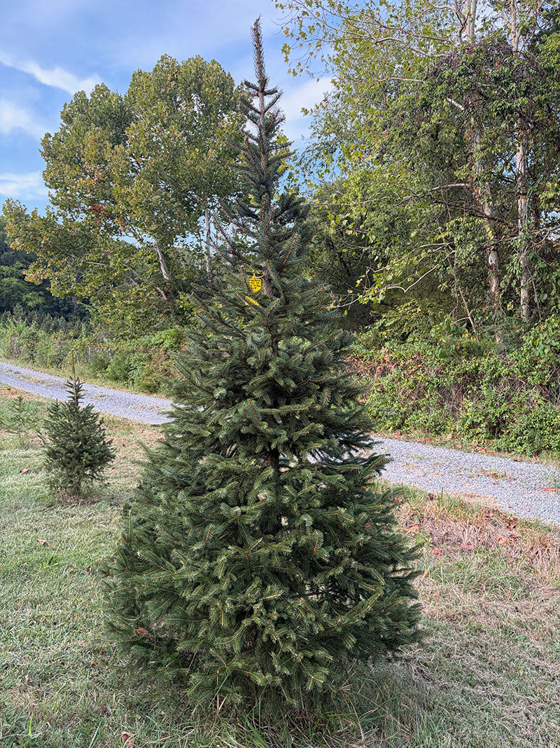 9' 3" Choose and Cut Norway Spruce, 41" Base